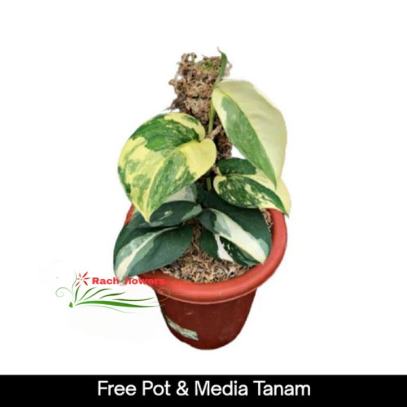 Scindapsus jade satin variegata - tanaman scindapsus jade satin varigata 'albo' / 'marble' - Albo