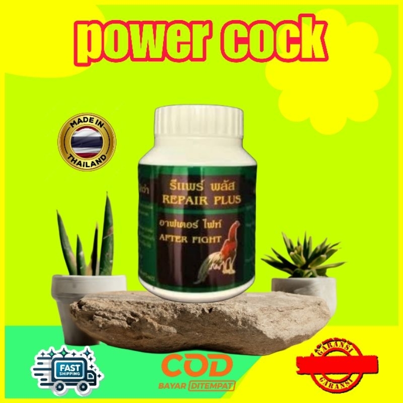 REPAIR PLUS KAMLANG AYAM SETELAH TARUNG AMSIONG TITAWAN BANGKOK IMPOR THAILAND