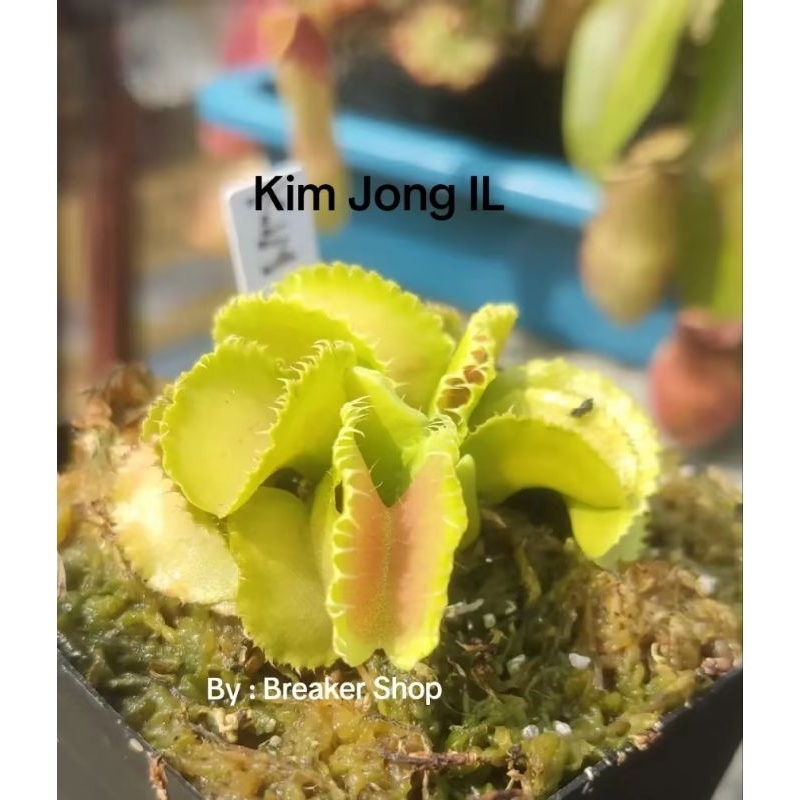 VFT Venus Fly Trap Kim Jong IL