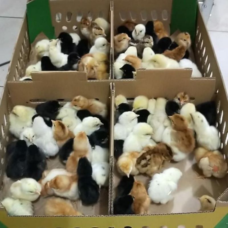 Doc Ayam kampung asli (Aka)