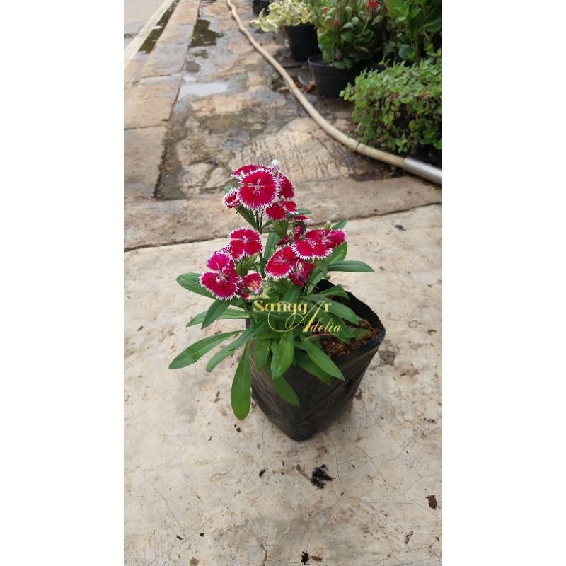 COD PROMO Tanaman hias pohon bunga Anyelir hiasan taman dekorasi taman bunga hidup tanaman hidup