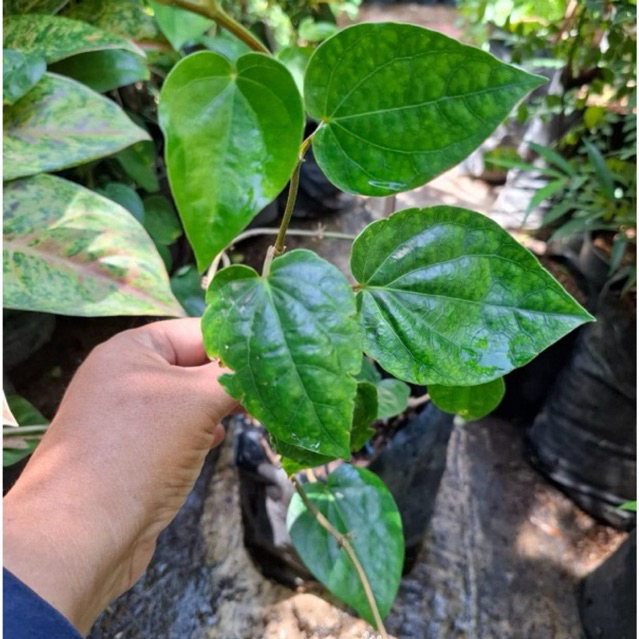 TANAMAN herbal DAUN SIRIH HIJAU / SIRIH MERAH siap tanam