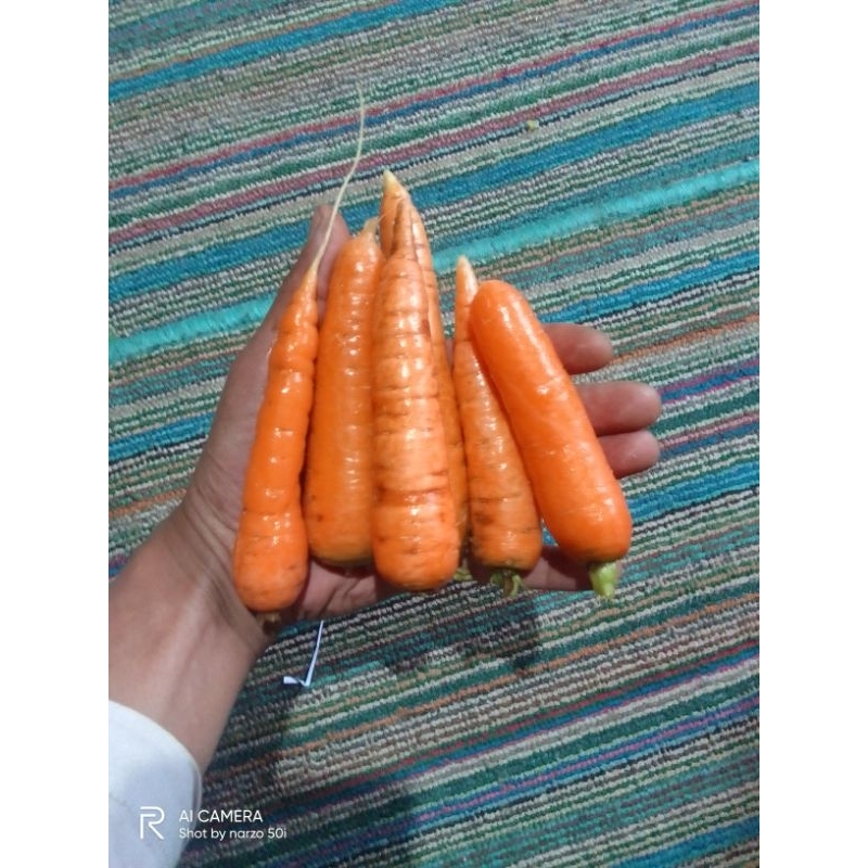 

wortel asli kawasan dieng