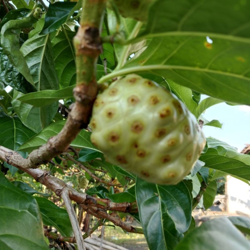 

Bentis atau MENGKUDU OBAT HERBAL 1KG
