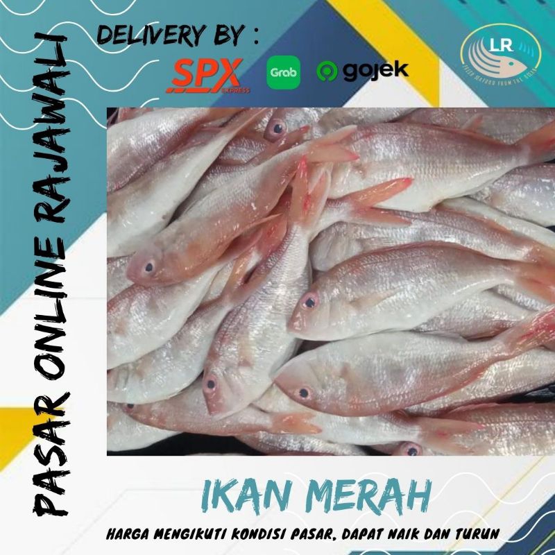 

Ikan merah