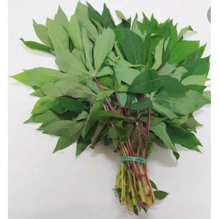 DAUN SINGKONG MUDA