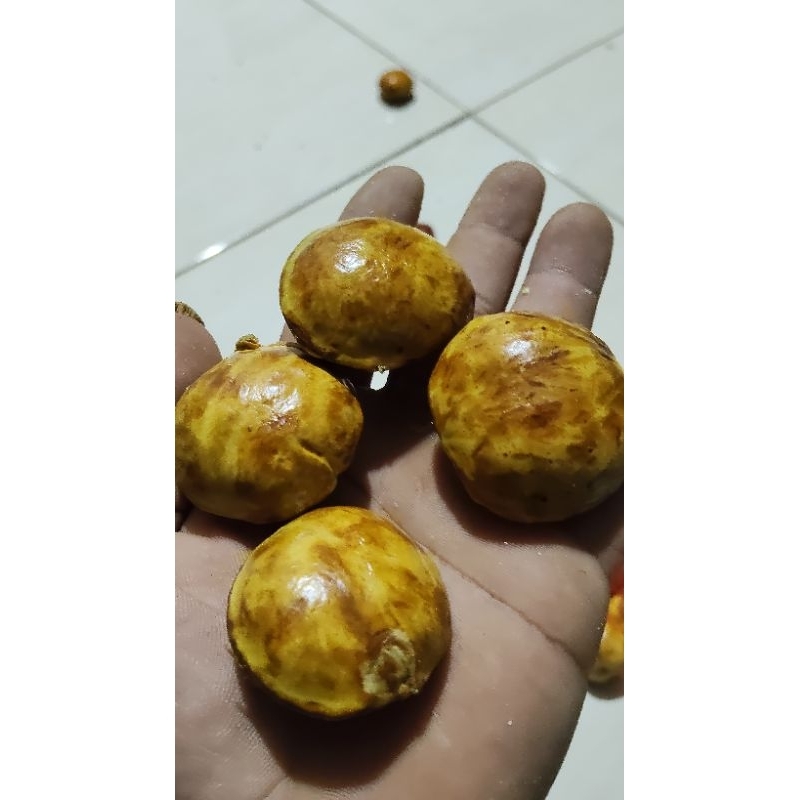 

OBRALLL JENGKOL TUA FULL SORTIR 1KG