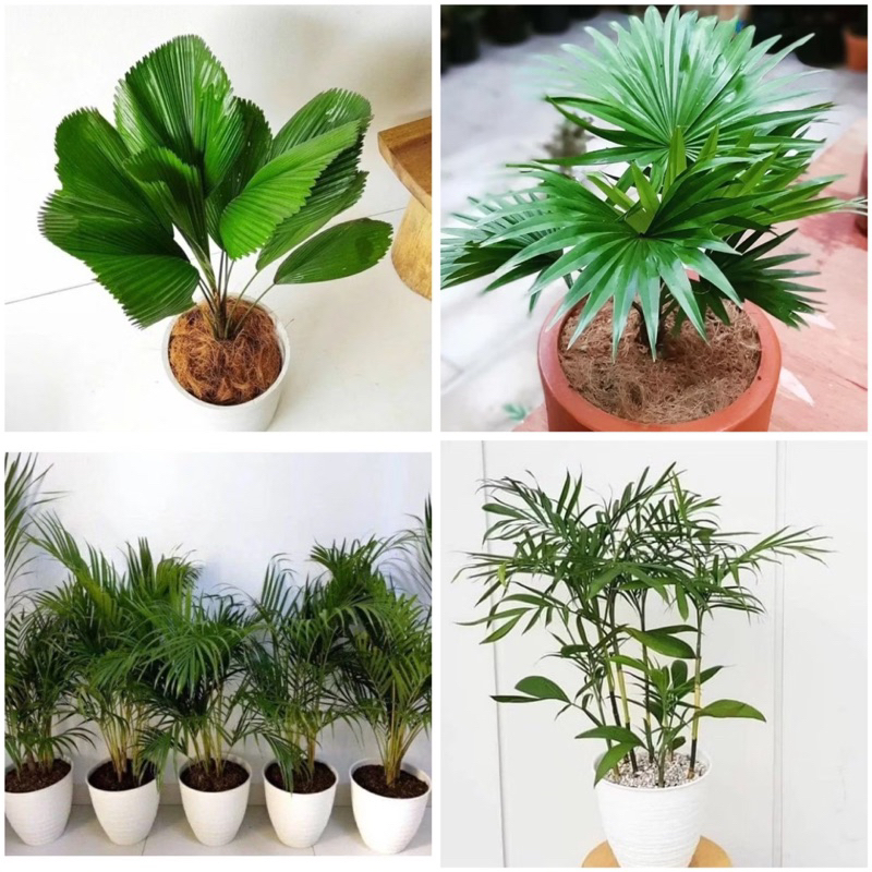 ( PAKET 4 TANAMAN ) pohon palem, pohon palem sadeng pohon palem komodo pohon palem kol pohon kipas p