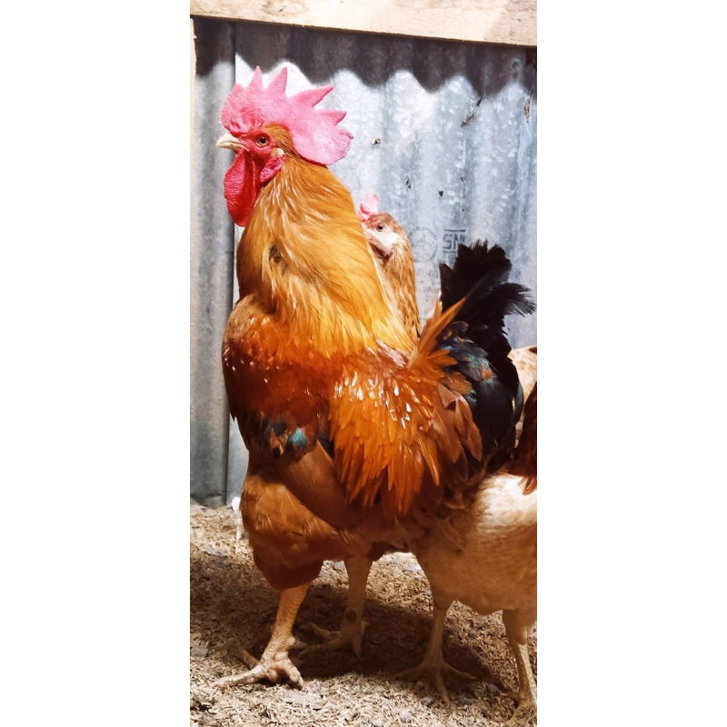 

TELUR TETAS AYAM MARDI XMERAWANG UNTUK DI TETASKAN