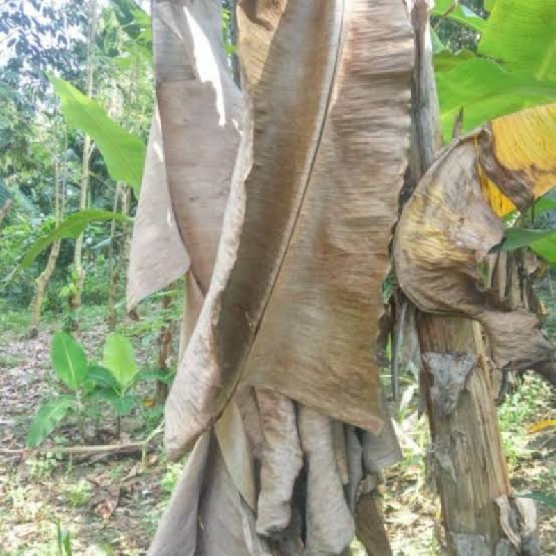 

Daun pisang kering