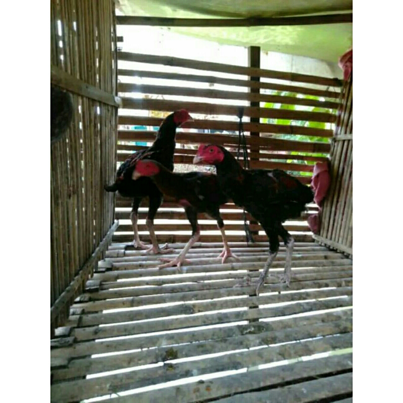 Ayam Bangkok Clasik muda/umur 4bulan