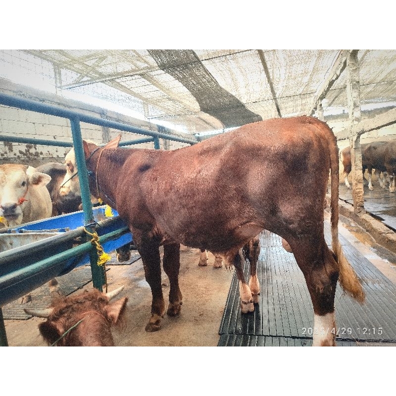 

Sapi Qurban Limosin Spek Ekonomis Bobot -/+ 300kg tag0001 - Sesuai Foto