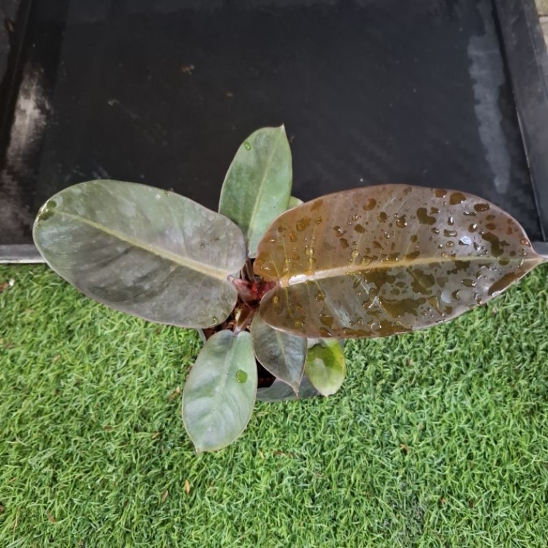 philo black cardinal