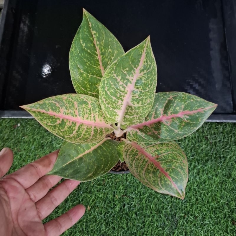 aglonema harley queen
