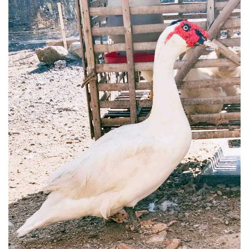 

TELUR FRTIL MENTOK JUMBO TRONTON KEPALA HITAM UNTUK DI TETASKAN