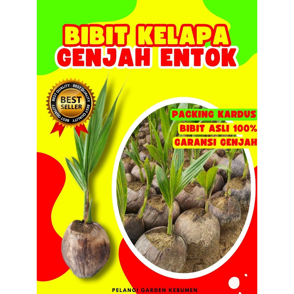 KUALITAS UNGGUL.. Bibit Kelapa Hibrida Bersertifikat, Bibit Kelapa Hijau, Bibit Kelapa Hibrida Hijau