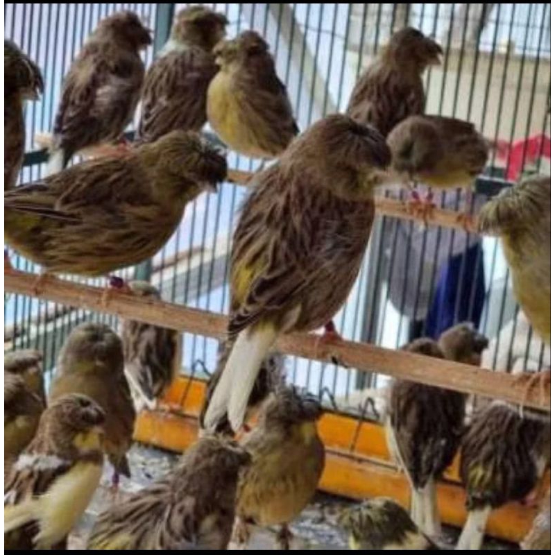 Kenari loper jantan Warna gelap