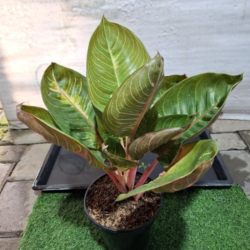 aglonema black moonlight gerhana