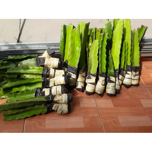 Bibit Tanaman Buah Naga Jumbo Kualitas Unggulan