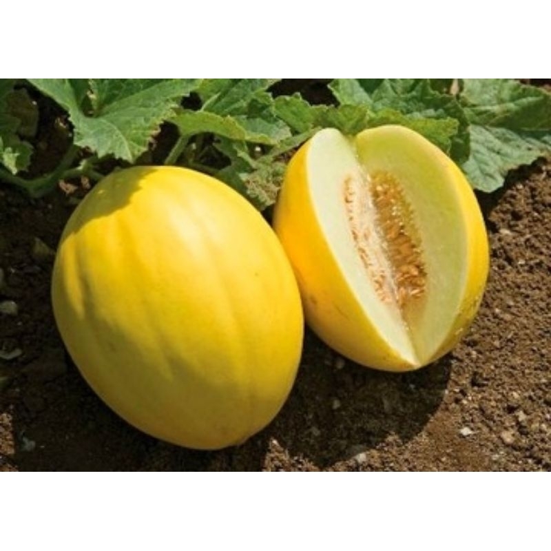 

MURAH!!!100 BIJI MELON GOLDEN