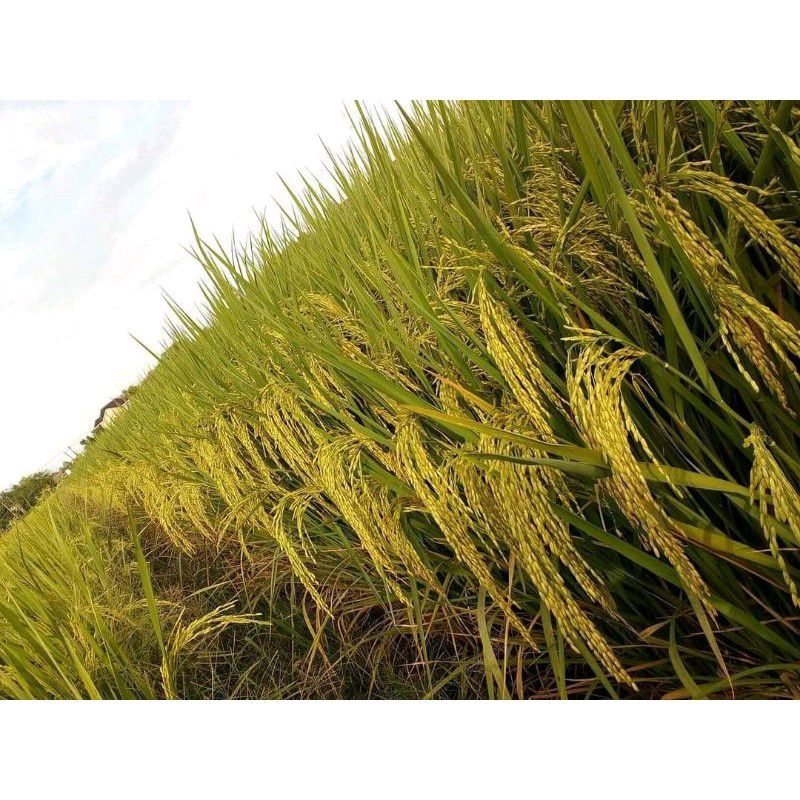 Padi Benih Padi 2 Tongkol Kemasan 1Kg