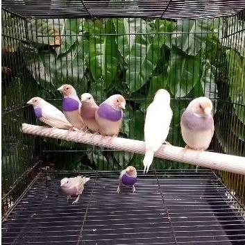 Burung Gold Amadine Sepasang Murah