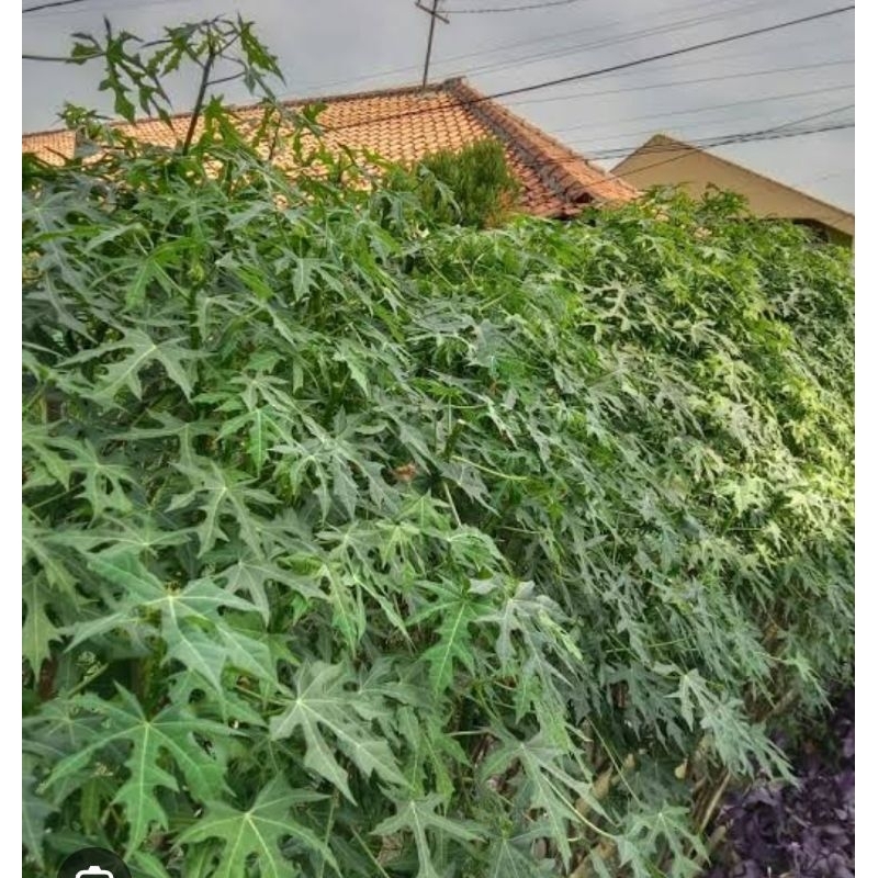 

daun pepaya jepang fres