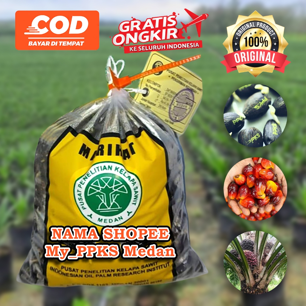 PPKS DXP MARIHAT UNGGUL DAPAT SERTIFIKAT DAN BONUS