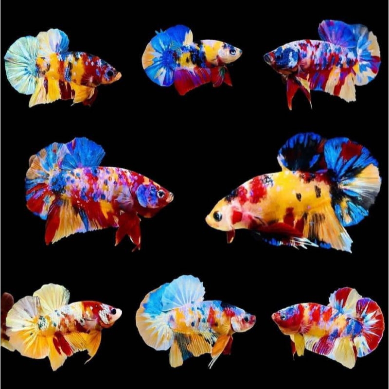 HIASAN AQUARIUM CUPANG GIANT MULTI COLOR