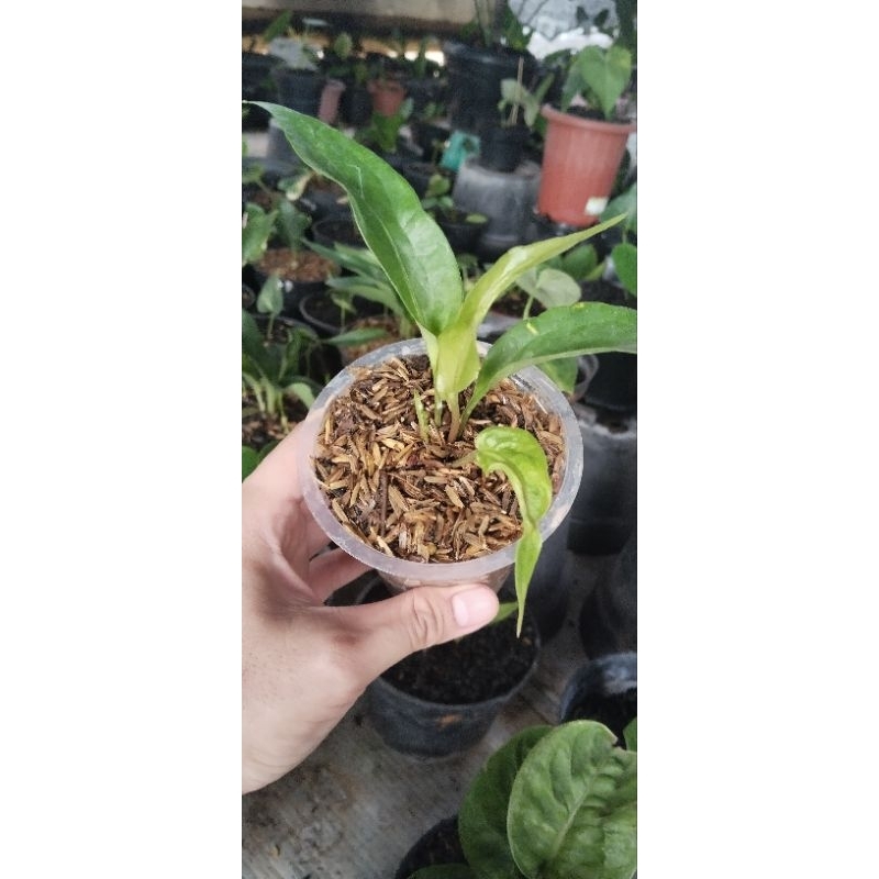 anthurium obor ekonomis