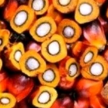 

buah sawit sgar 1 kg upan pancing