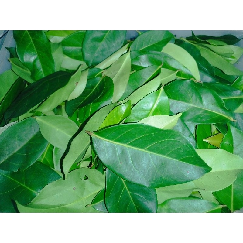 

Daun salam segar langsung dari pohon