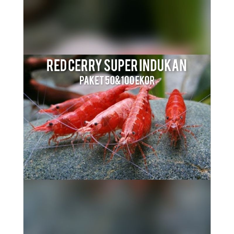 Paket udang hias 100 & 50 ekor red cerry super indukan - udang hias pembersih aquascape - udang hias