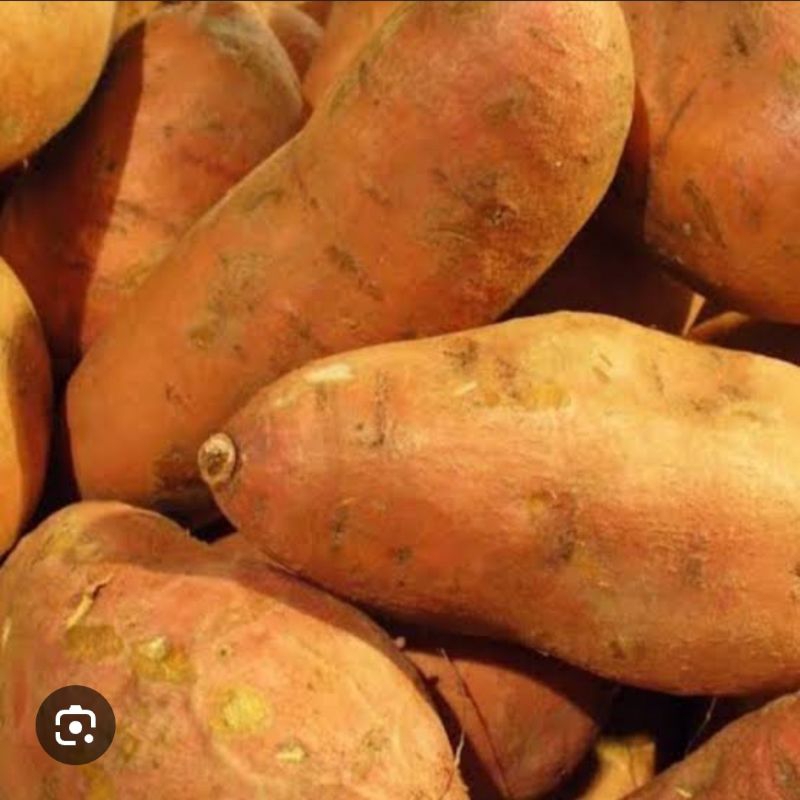 

UBI MADU SWEET ORANGE ASLI PACET/TRAWAS 3KG