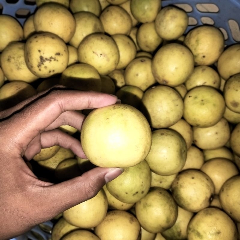 

Jeruk Nipis Kuning Fresh 1KG Murah Meriah Langsung Dari Petani Dan Berkualitas Terbaik Jeruk Lokal