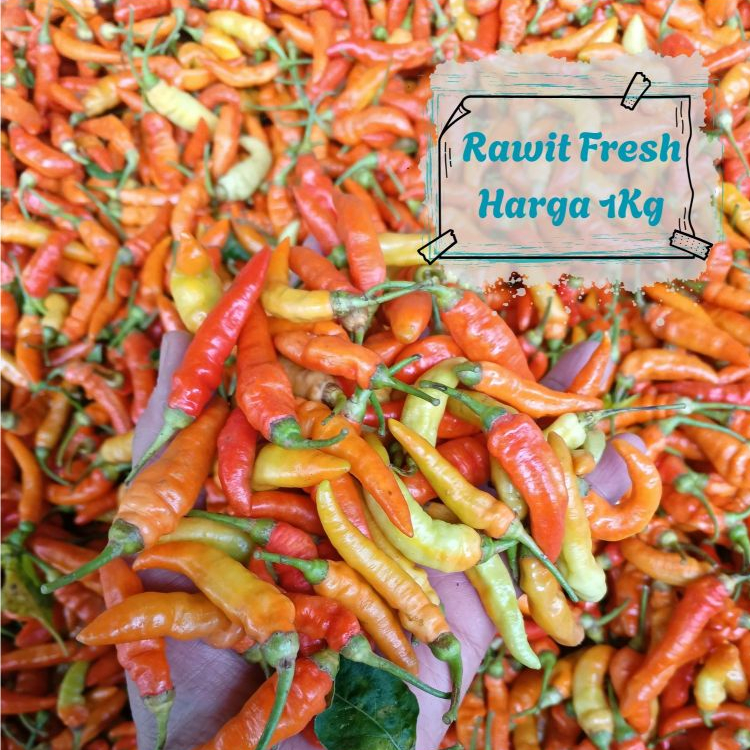 

Termurah Cabe Rawit fresh segar 1kg / cabe rawit merah 1kg fresh segar dijamin / lombok rawit merah fresh segar 1kg [ panen setiap hari langsung dari petani ]