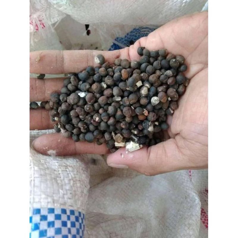 

500gr biji kapuk biji randu klenteng