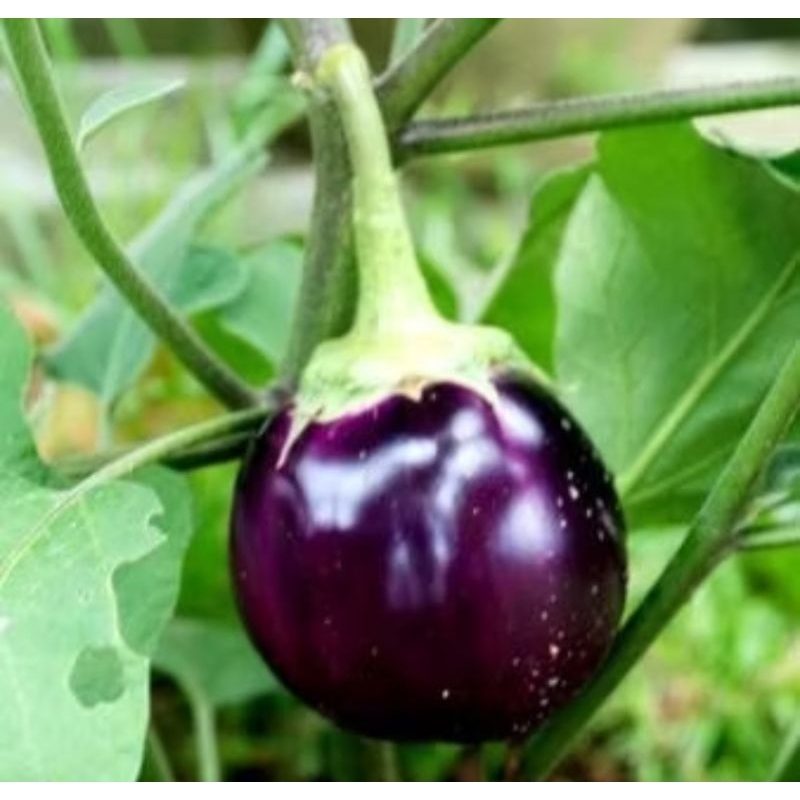 BIBIT TERONG BULAT UNGU