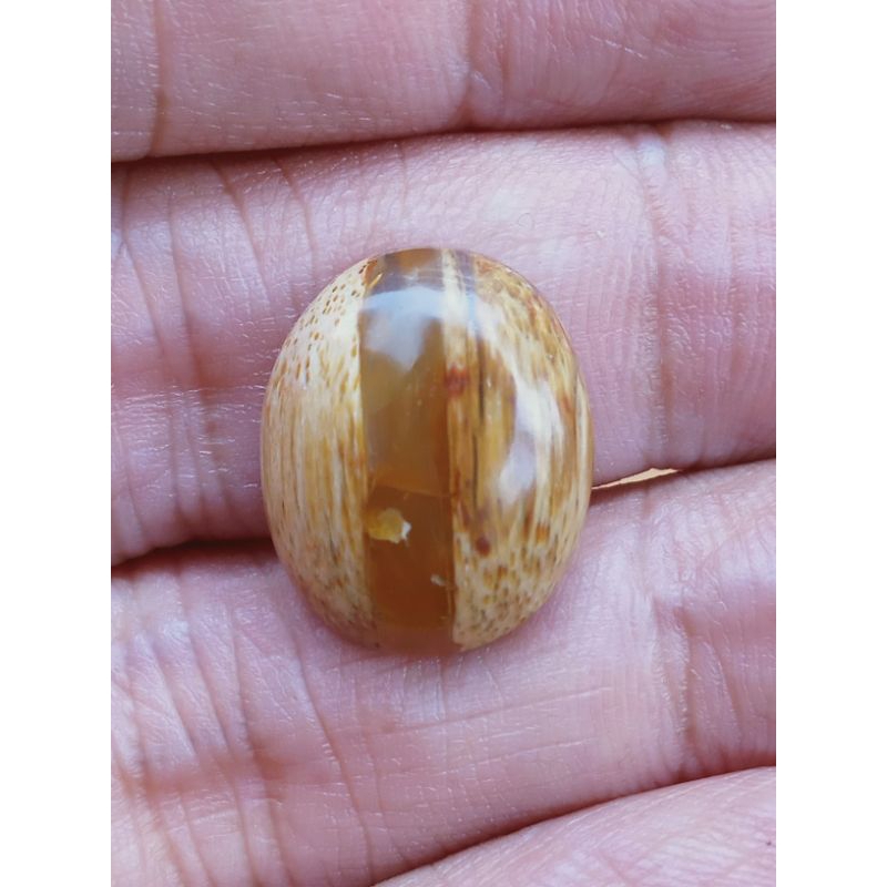 BatuFosil Kayu Kelor Kendit Antik