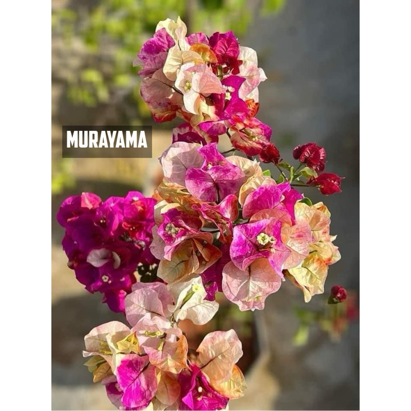 bougenville murayama