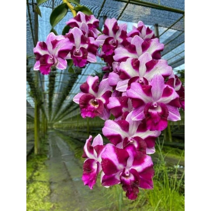 Dendrobium King Dragon Beauty 85 Remaja Siap Bunga kloning Import Bangkok
