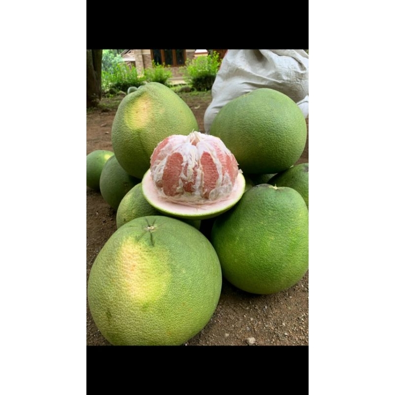 

jeruk pemelo madu manis 1.5 kg