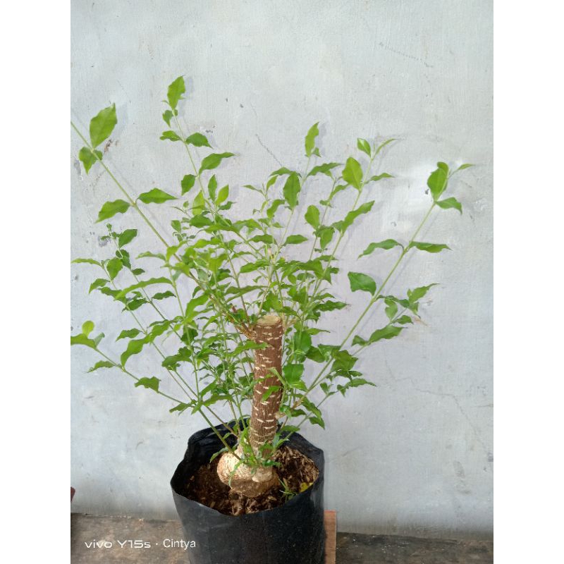 bonggol sakura mikro mliuk