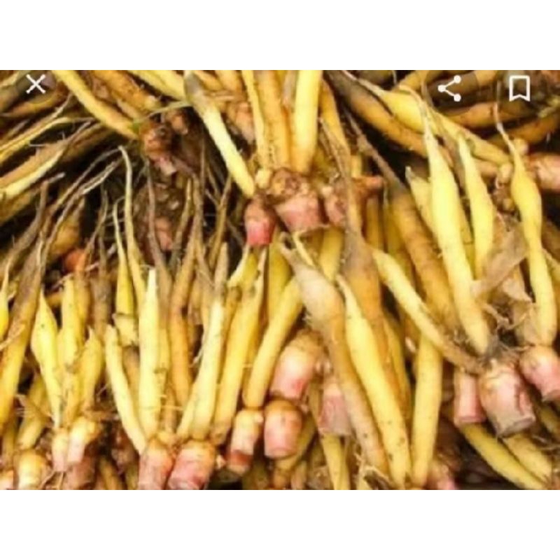 

temu Kunci Segar 1 Kg
