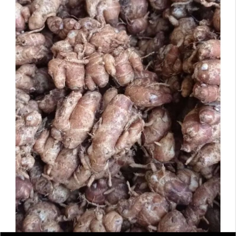 kencur segar KENCUR/cikur segar 500grm