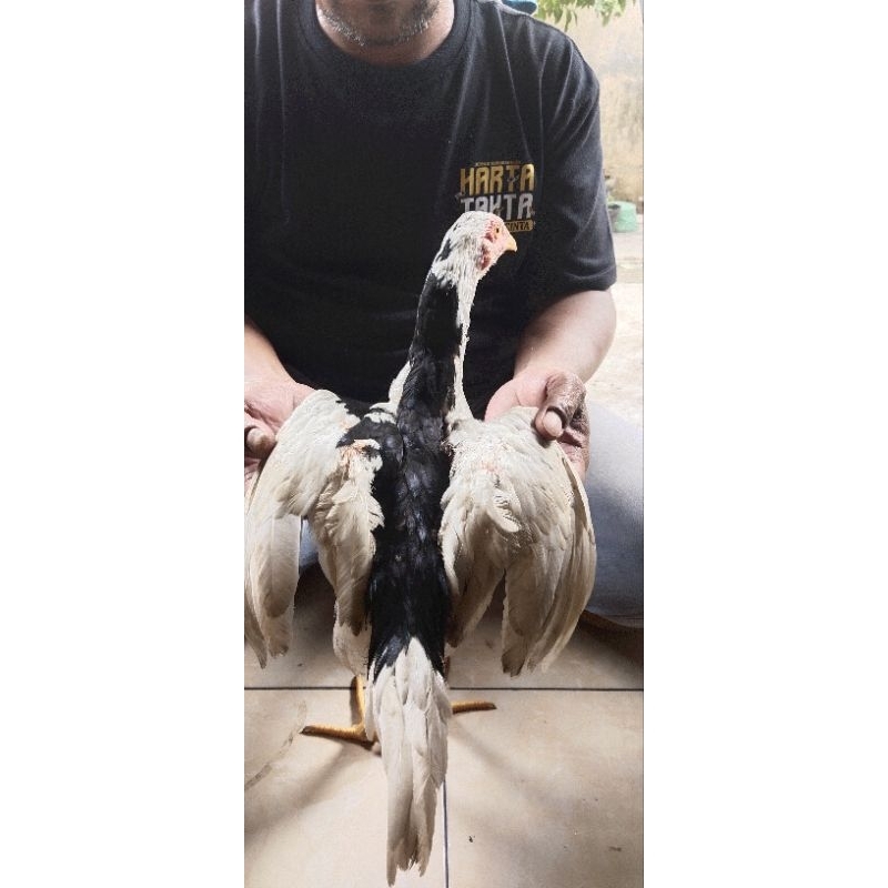 Ayam Tulak putih tengah Hitam