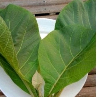 

Daun jati sgar daun jati herbal''