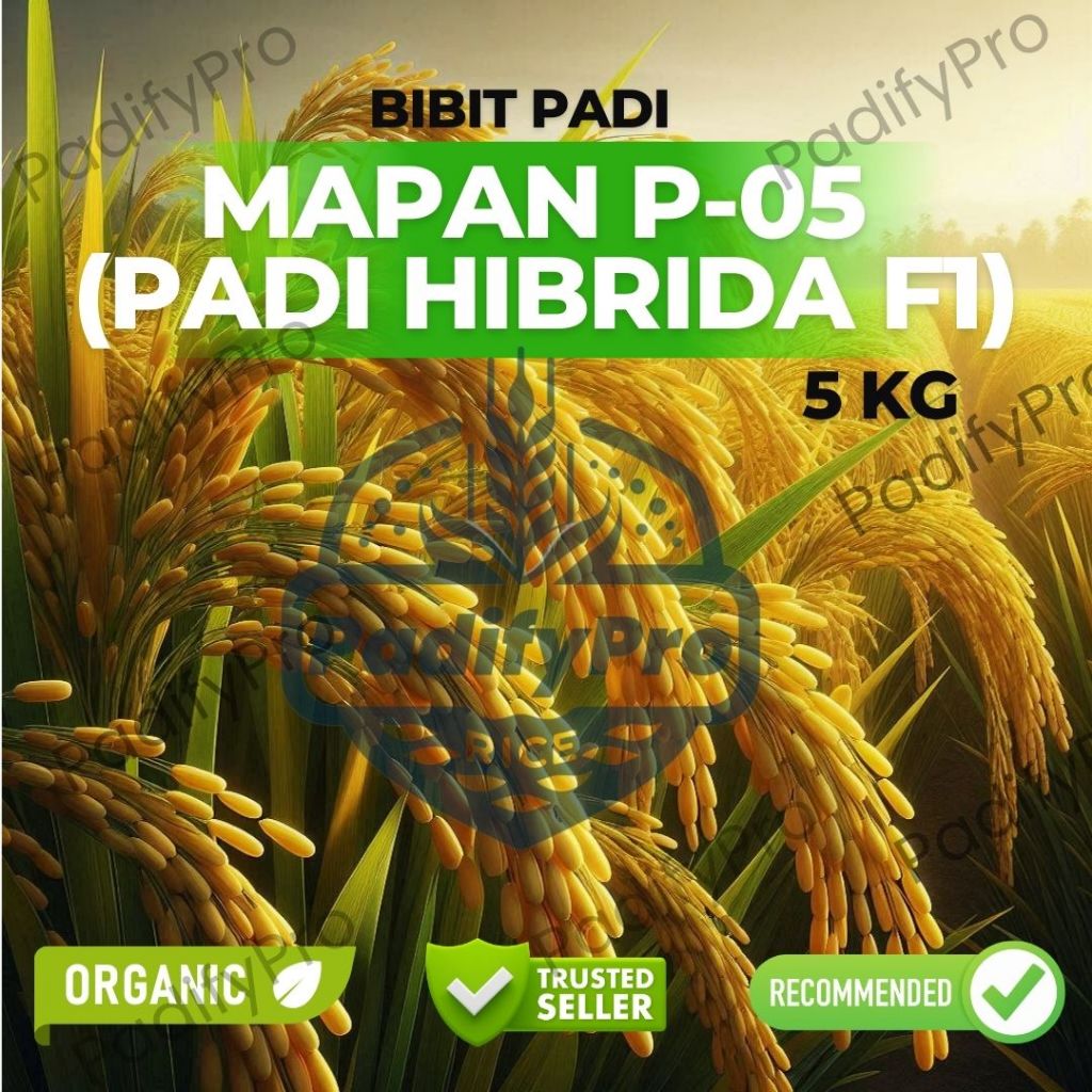 

Benih Padi Hibrida MAPAN P-05 F1 – Hasil Tinggi 5Kg – Tahan Hama & Panen Cepat
