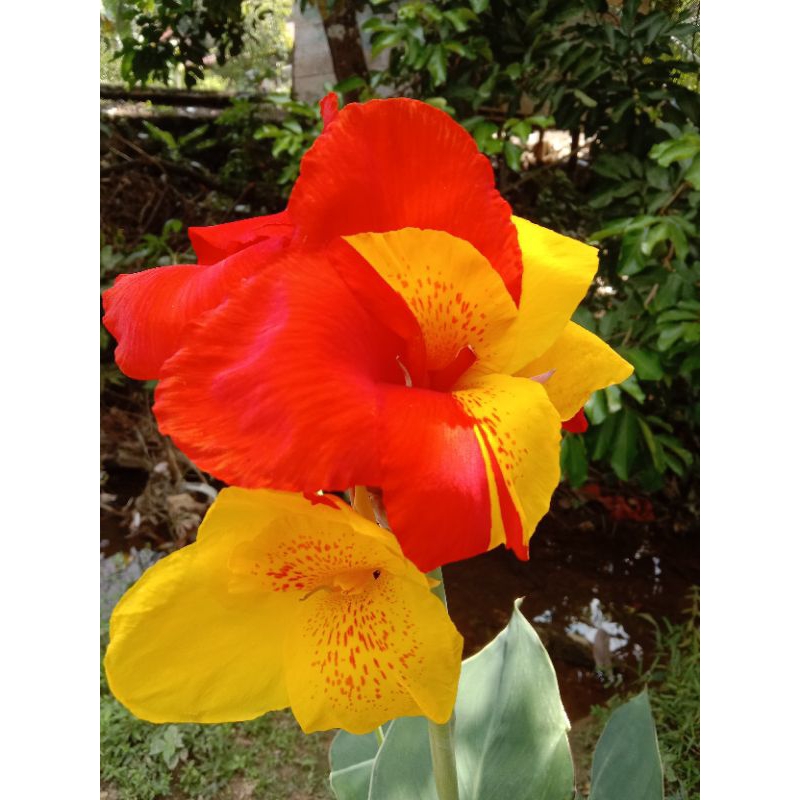 bibit tanaman hias bunga ganyong variasi