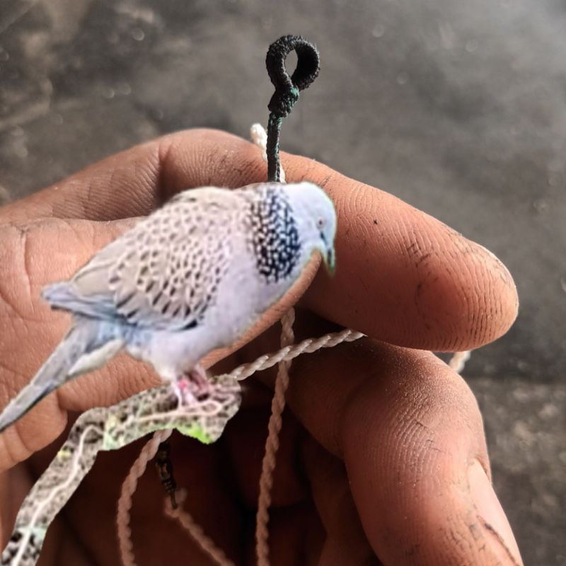 LPG SMB Tali Burung Tekukur tali kaki burung deruk